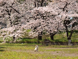 桜と猫♡