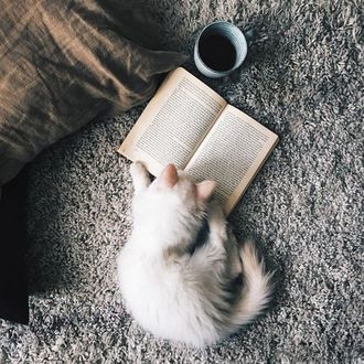 読書家な猫